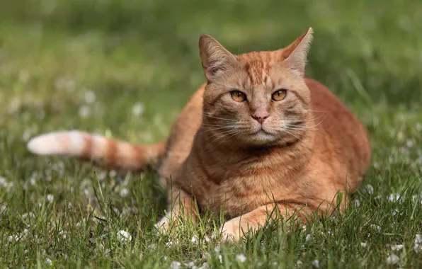 Кошка, трава, взгляд, портрет, рыжий кот