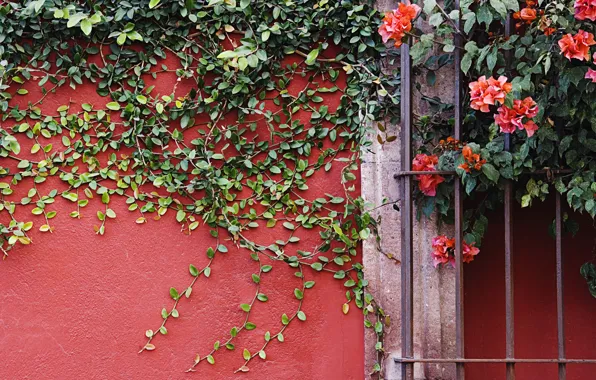 Картинка цветы, стена, растение, лианы
