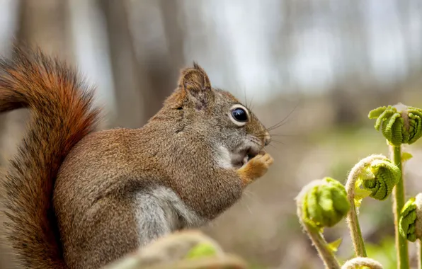Белка, хвост, Andre Villeneuve