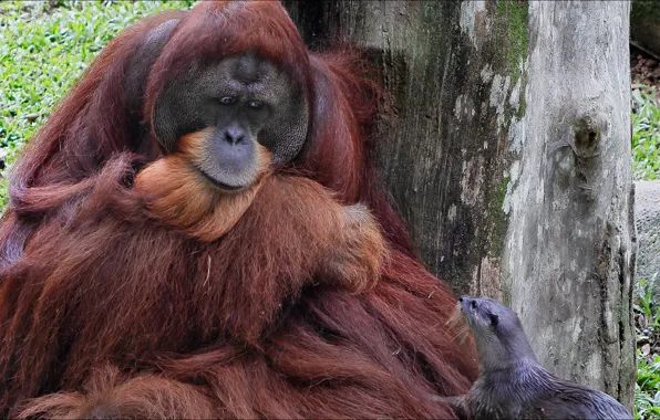 Животные, обезьяна, дружба, monkey, двое, animals, two, friendship