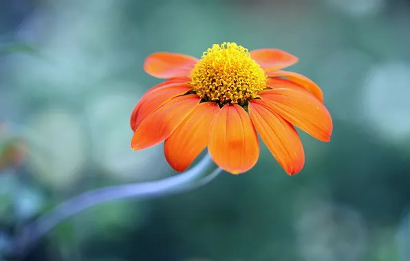 Картинка цветок, оранжевый, фон, маргаритка