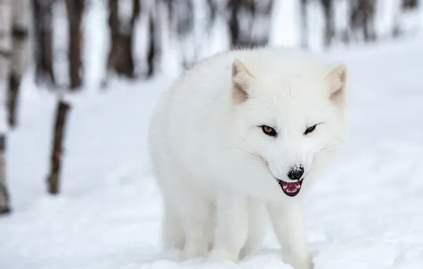 Снег, природа, Polar fox