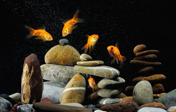 Рыбки, камни, аквариум, золотые