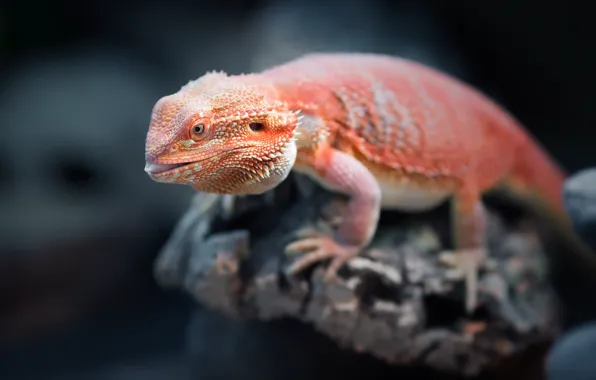 Orange, reptile, Bearded Dragon