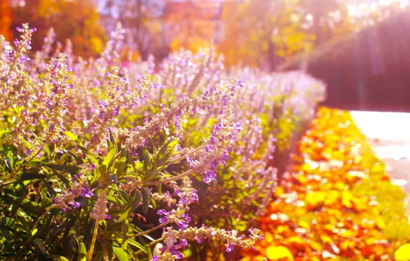 Flower, garden, blooming