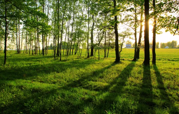 Картинка зелень, лето, трава, солнце, деревья, природа