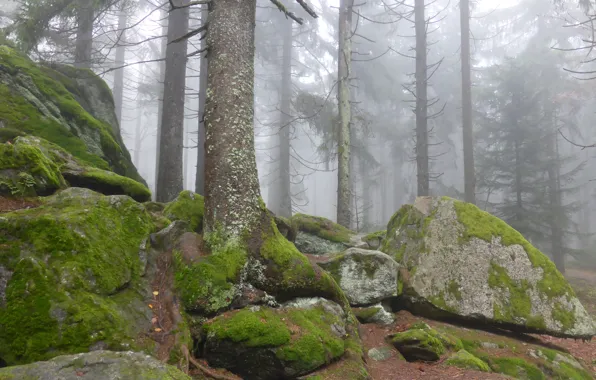 Картинка камни, лес, природа, туман, деревья, мох