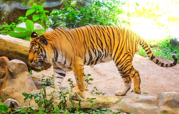 Картинка тигр, tiger, амурский тигр, animal, Amur tiger
