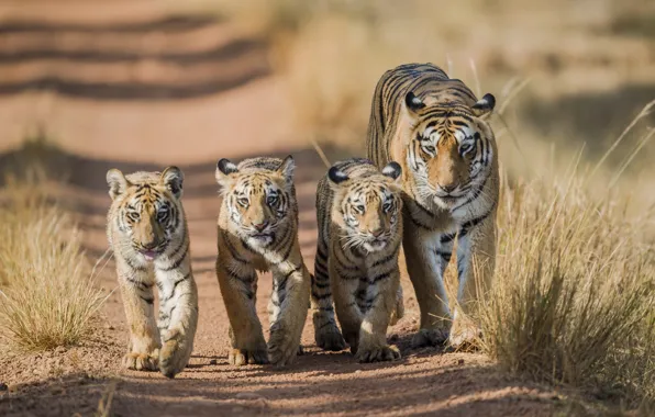 Картинка тигр, прогулка, тигры, тигрица, тигрята