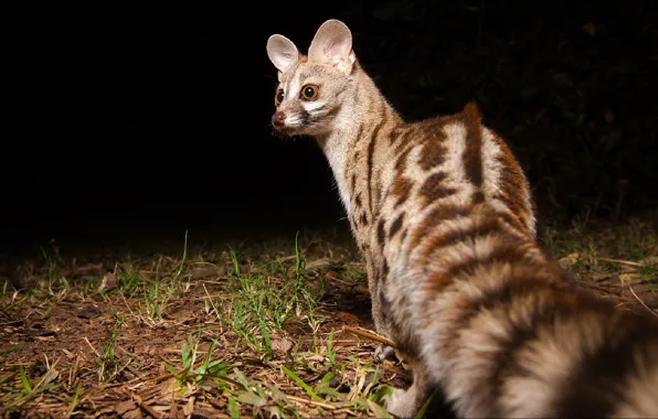 Кошка, взгляд, ночь, animals, night, cat, look, Africa