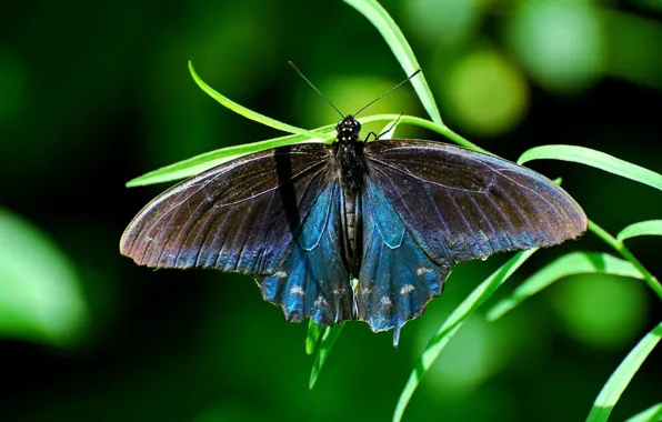 Трава, бабочка, насекомое, butterfly