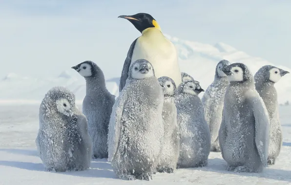 Картинка снег, пингвин, Антарктида, Antarctica, Penguin