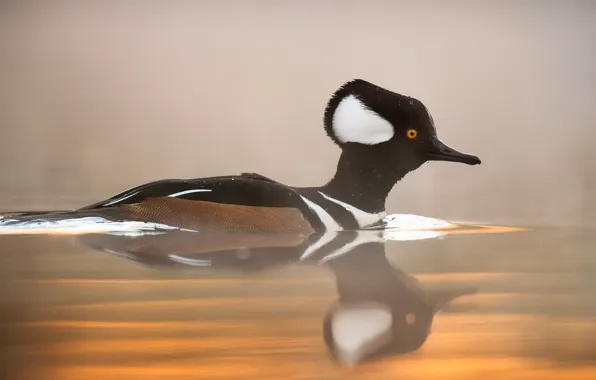 Lake, fog, reflection, duck, mist, hooded merganser