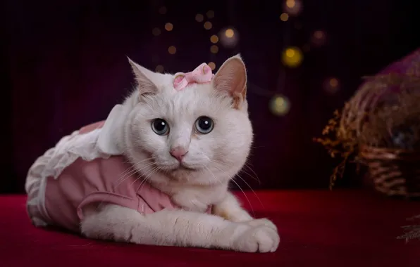 Кошка, взгляд, поза, темный фон, платье, розовое, лежит, белая