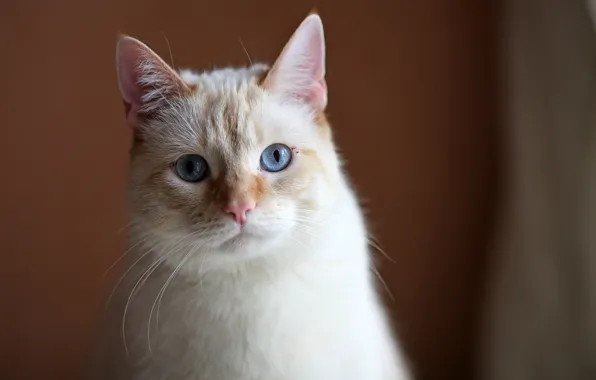 Картинка кот, кошак, грустный взгляд