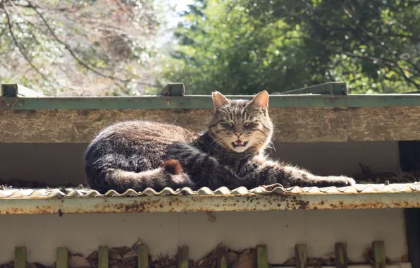 Кот, лежит, греется
