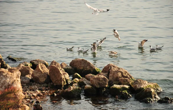 Lake, seagulls, afternoon