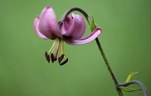 Картинка цветок, растение, лилия кудреватая