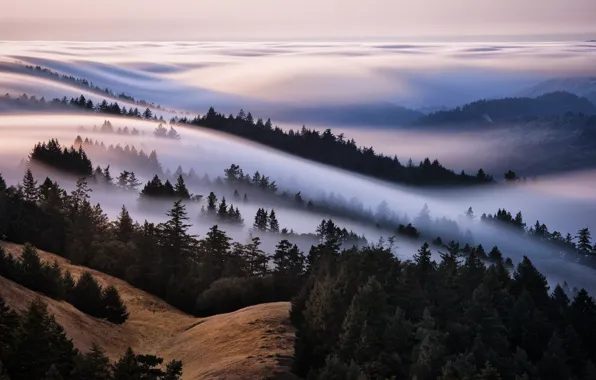 Картинка лес, небо, туман, холмы, море тумана