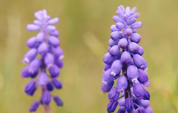 Blue, flowers, grape hyacinths