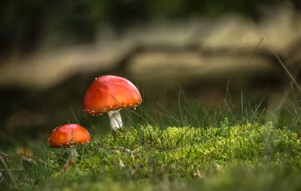 Лес, природа, грибы