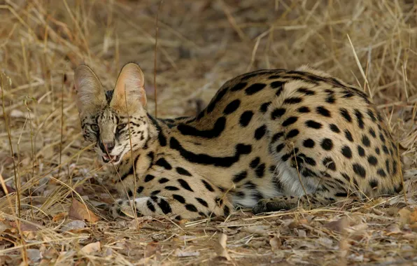 Картинка кошка, кот, дикий, сервал