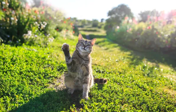 Зелень, кошка, лето, трава, кот, свет, цветы, природа