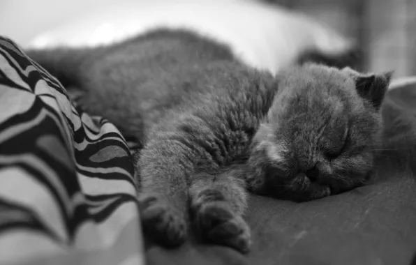 Картинка котенок, нос, спит