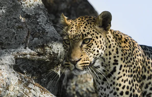 Картинка усы, взгляд, морда, леопард, leopard