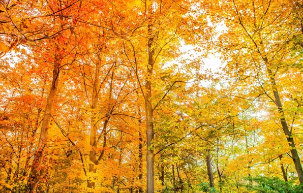Картинка осень, лес, деревья, цвет, красота, ярко, жёлтые