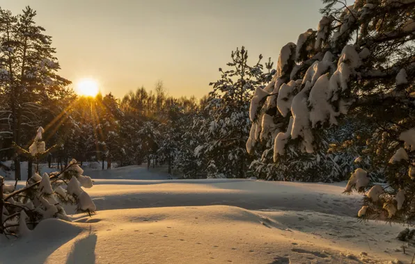 Зима, лес, солнце, лучи, снег, пейзаж, закат, природа