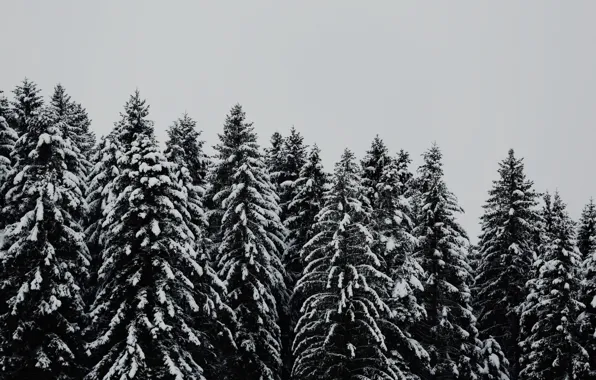 Trees, snow, black and white