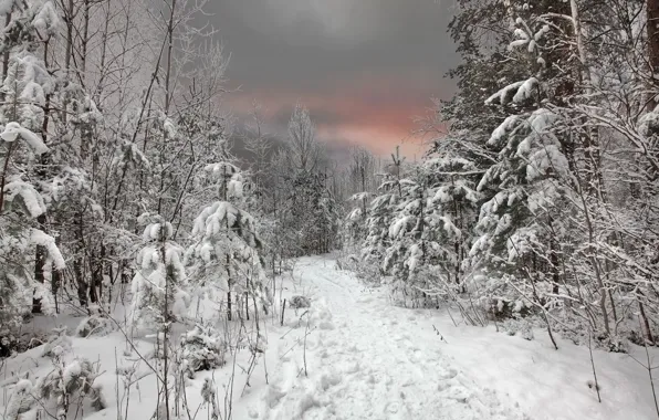 Картинка зима, лес, небо, снег, закат