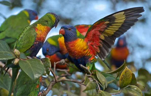 Ветка, попугаи, Многоцветный лорикет
