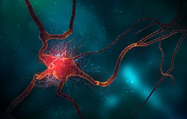 Нейрон, нерв, neuron spike train