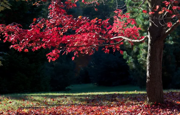 Nature, Fall, Autumn, Colors, The Secret Garden