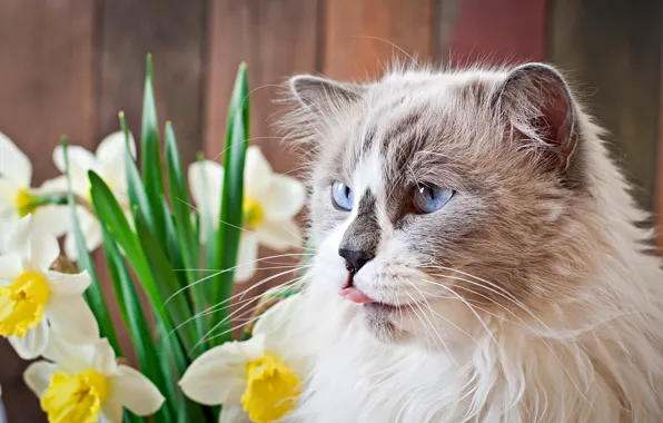 Кошка, цветы, нарциссы, котя