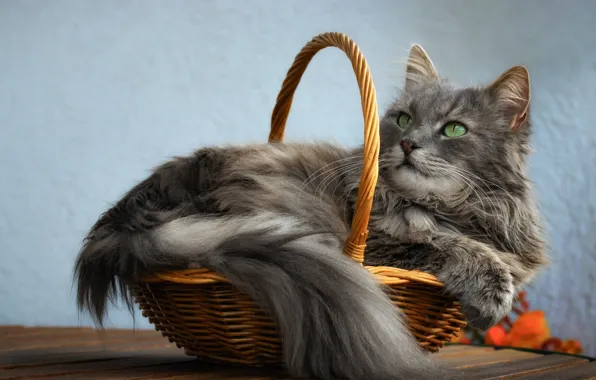 Кошка, кот, взгляд, морда, поза, уют, серый, фон