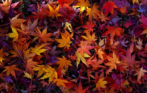 Осень, листья, colorful, background, autumn, leaves, осенние, maple
