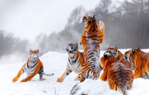 Картинка зима, снег, тигр, прыжок, игра, охота, тигры, стойка