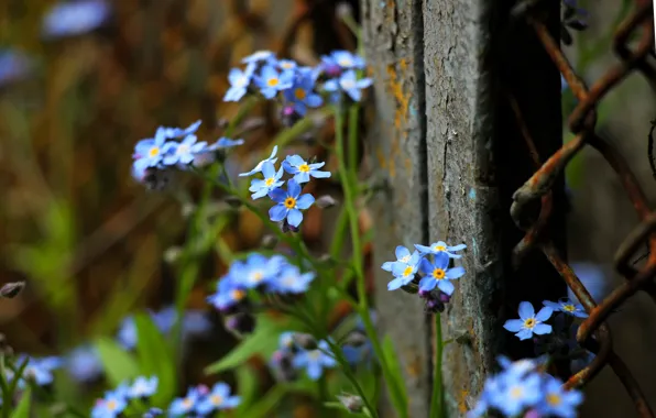 Забор, flowers, незабудки, голубые цветы, мелкие цветы
