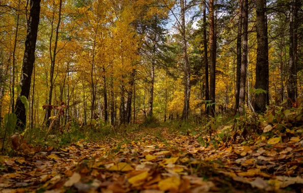 Листья, Осень, тропинка