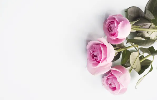 Картинка розы, розовые, бутоны, pink, flowers, roses