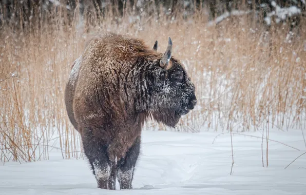Snow, mammal, buffalo