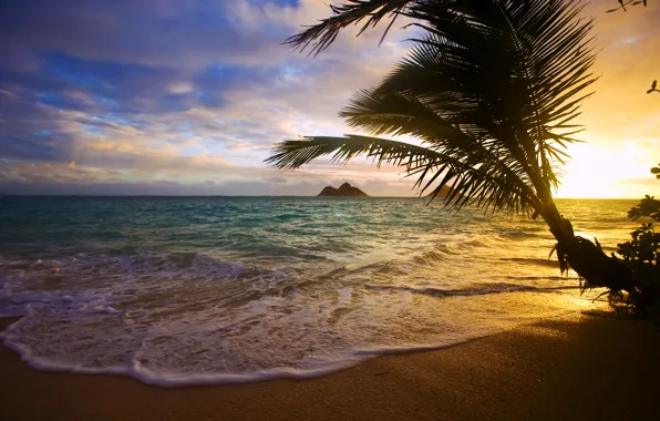 Картинка море, закат, тропики, пальма, побережье