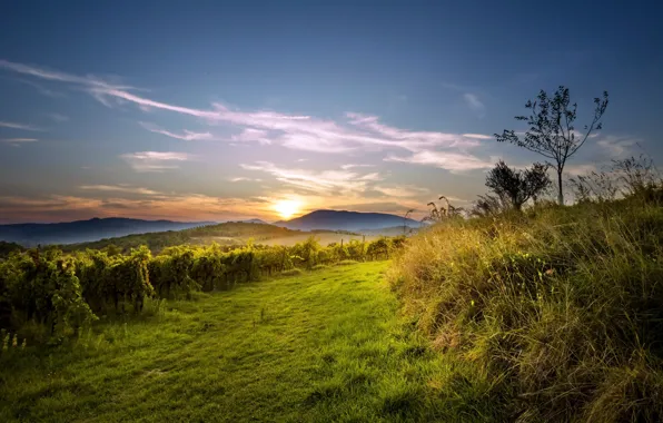 Природа, утро, виноградник