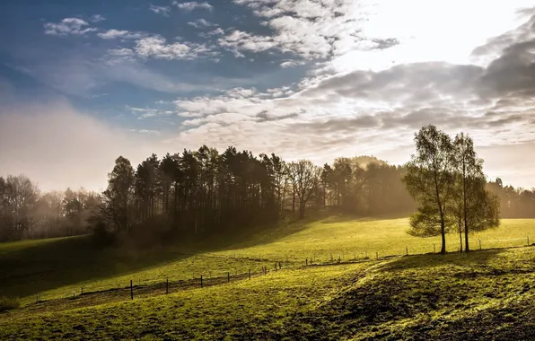 Картинка поле, деревья, туман, утро