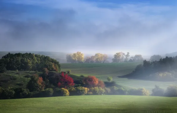 Картинка небо, трава, листья, облака, природа, туман, холмы, Деревья