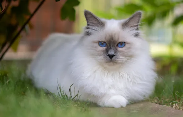 Кошка, кот, взгляд, поза, лежит, белая, голубые глаза, мордашка