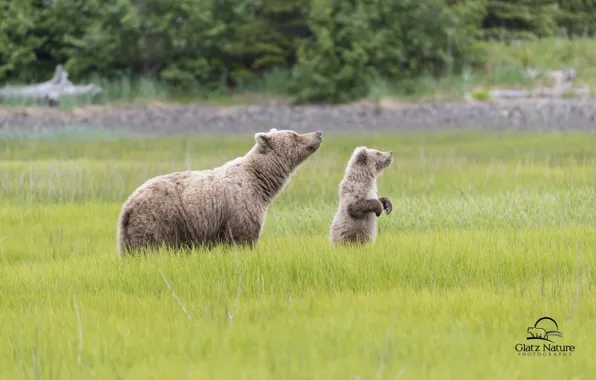 Медведи, Аляска, луг, медвежонок, Alaska, детёныш, медведица, Lake Clark National Park